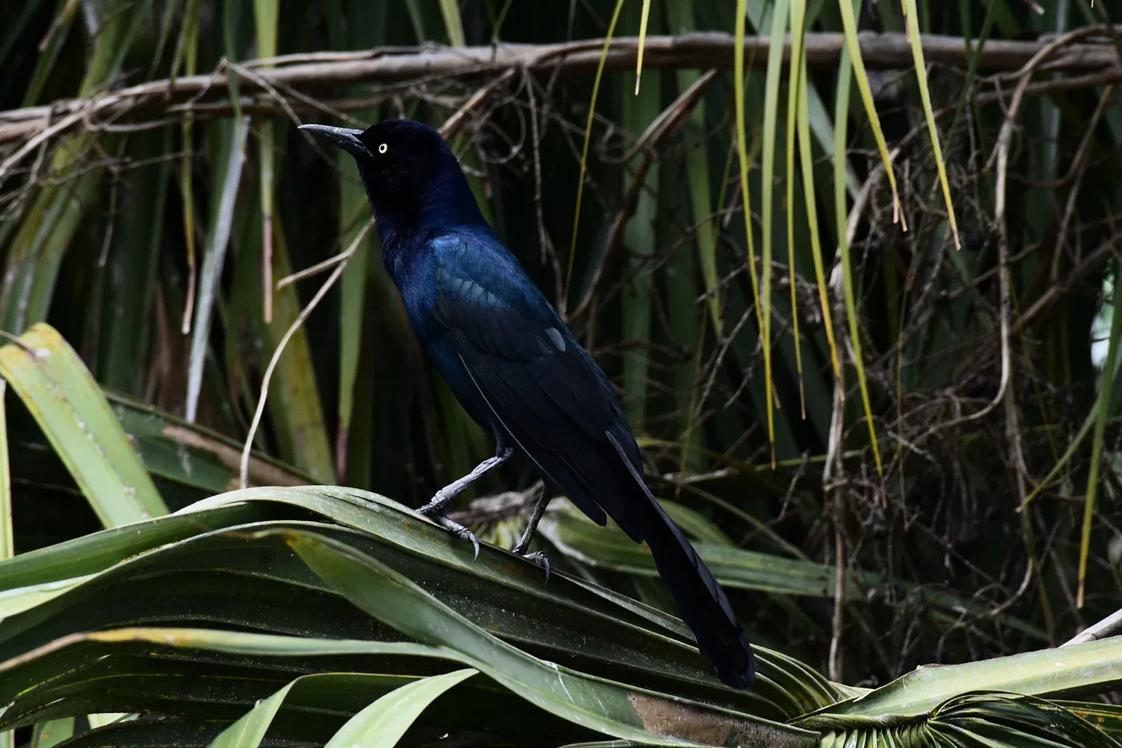 Alligator Farm di St. Augustine