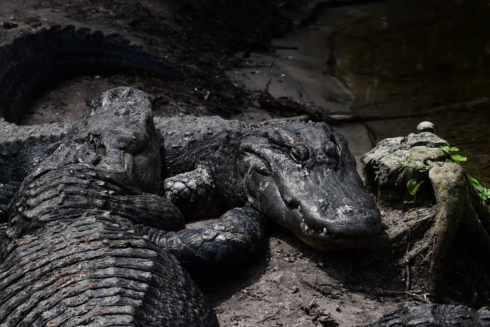 St. Augustine Alligator Farm Zoological Park