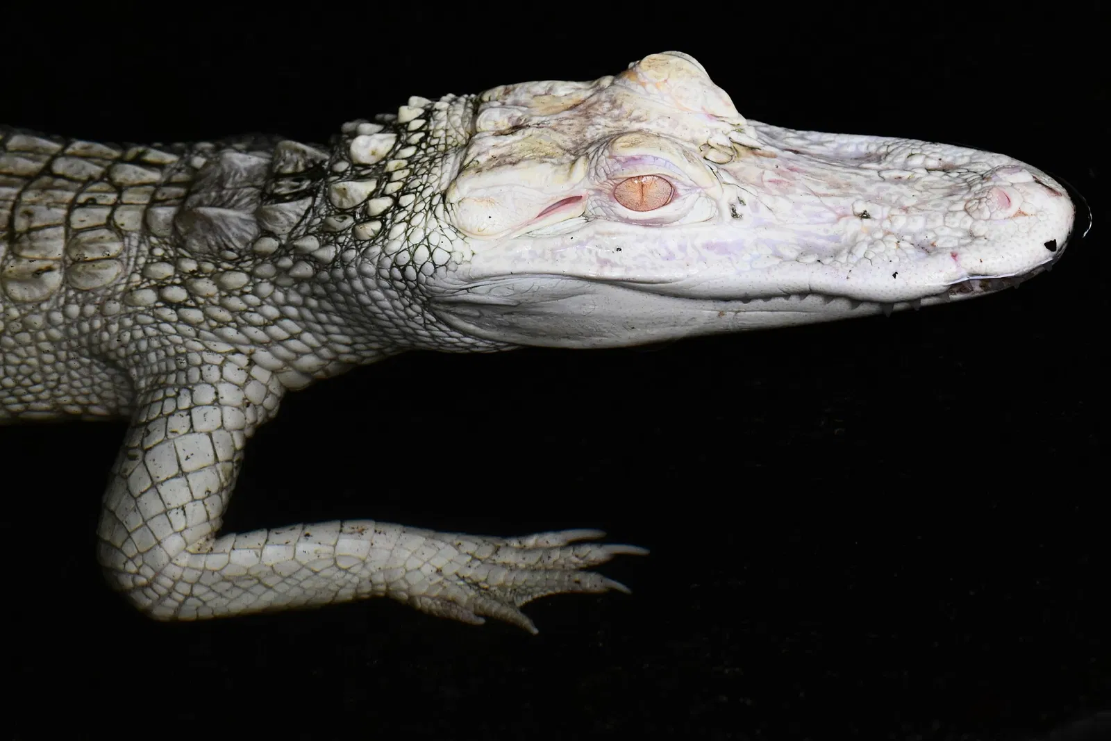 St. Augustine Alligator Farm Zoological Park