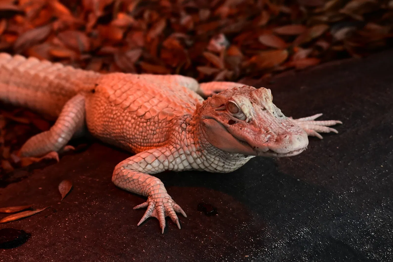 Alligator Farm di St. Augustine