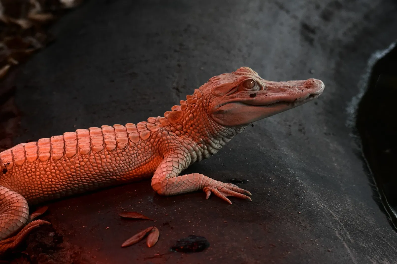 Alligator Farm di St. Augustine
