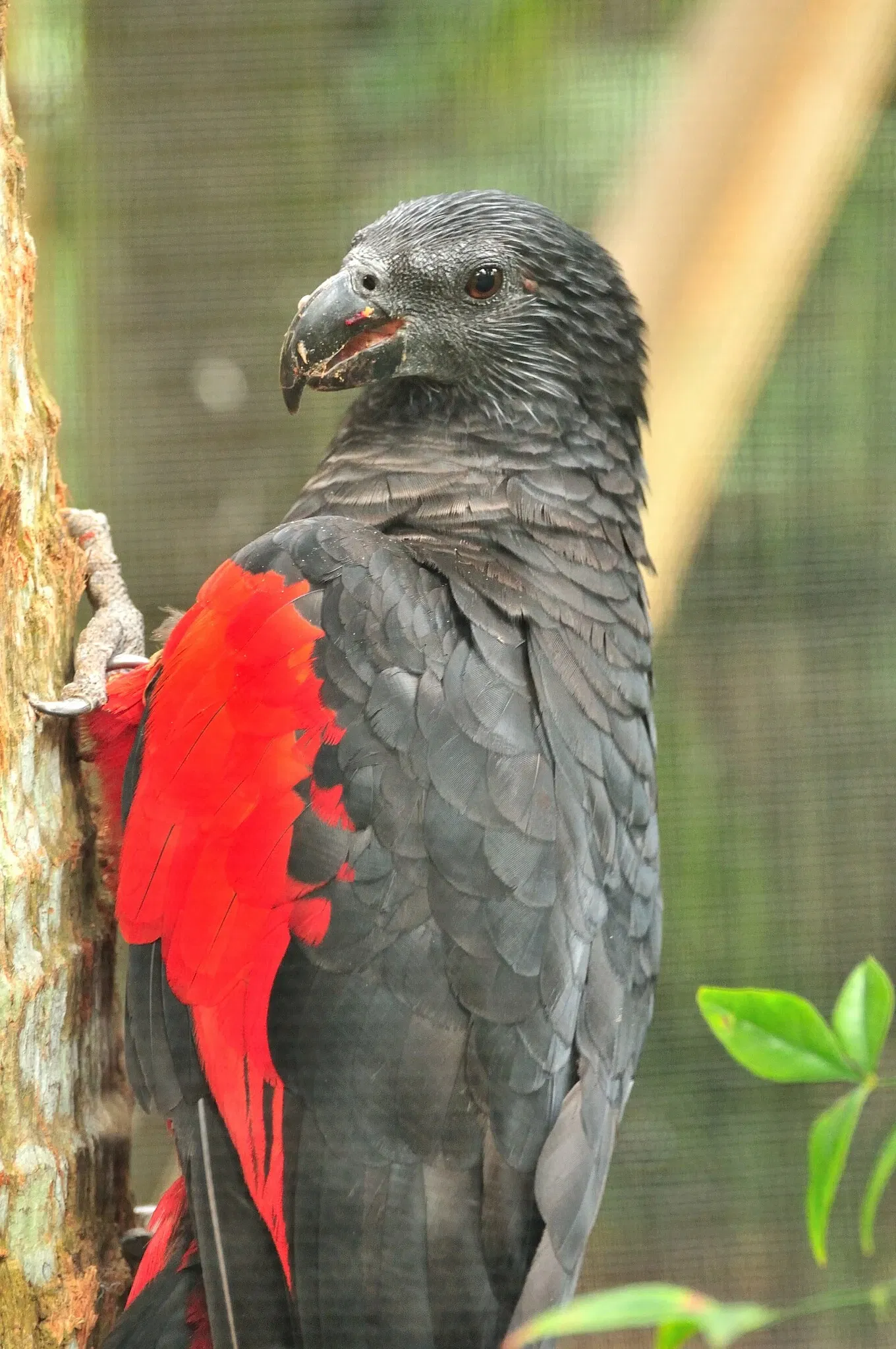 Alligator Farm di St. Augustine