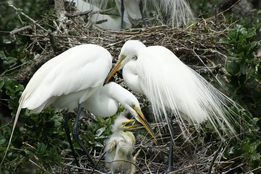 Alligator Farm di St. Augustine