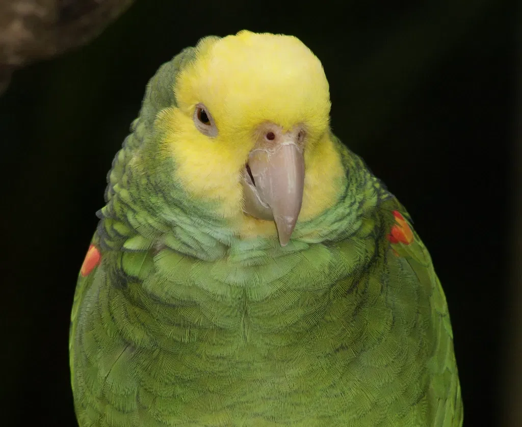 St. Augustine Alligator Farm Zoological Park