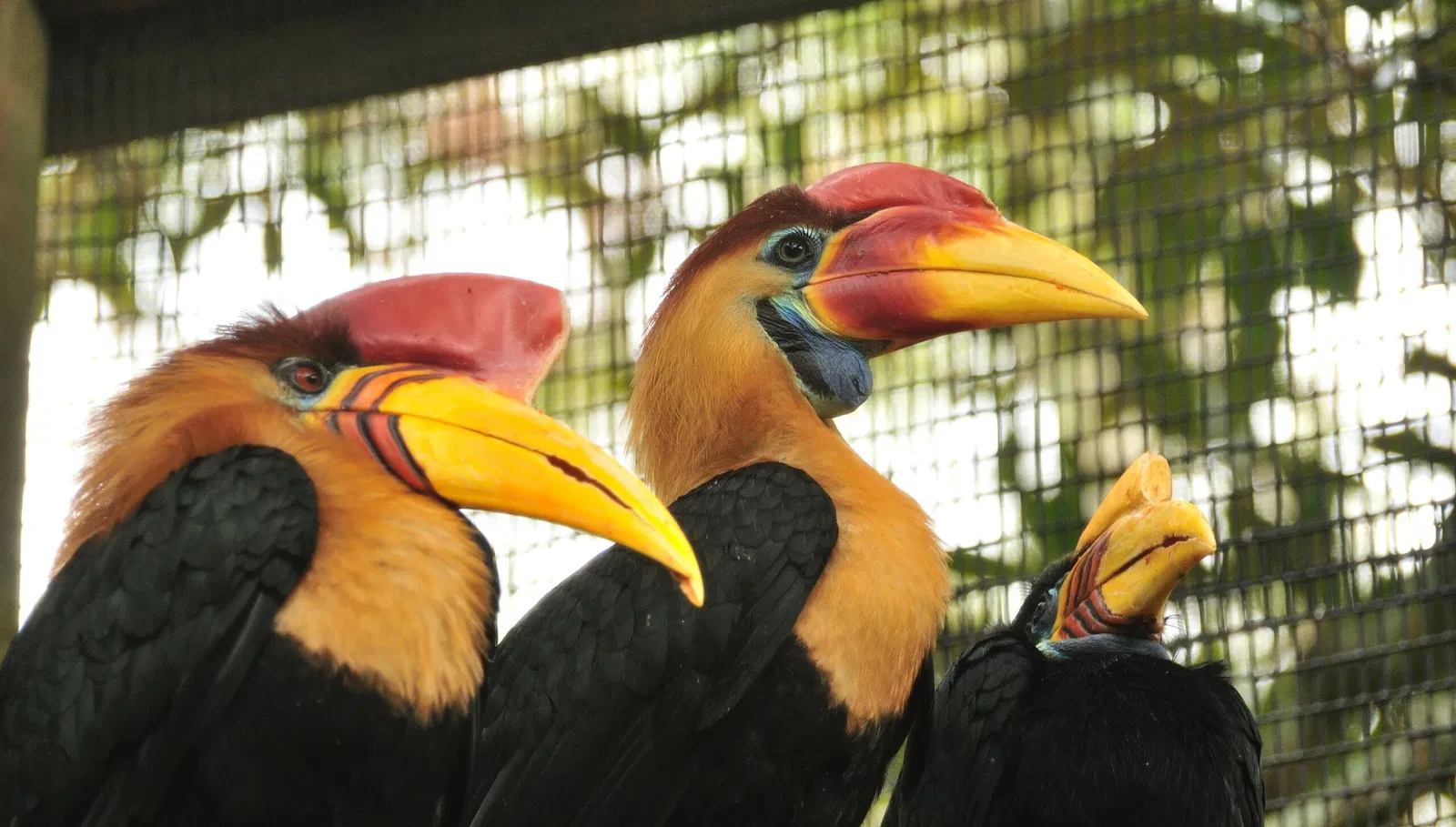 St. Augustine Alligator Farm Zoological Park