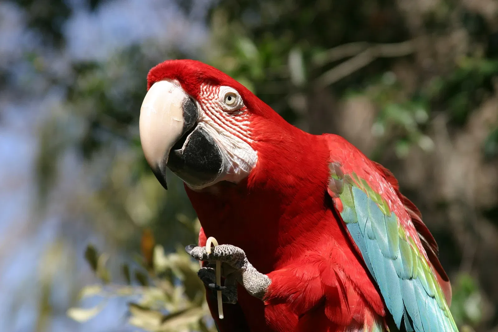 Alligator Farm di St. Augustine