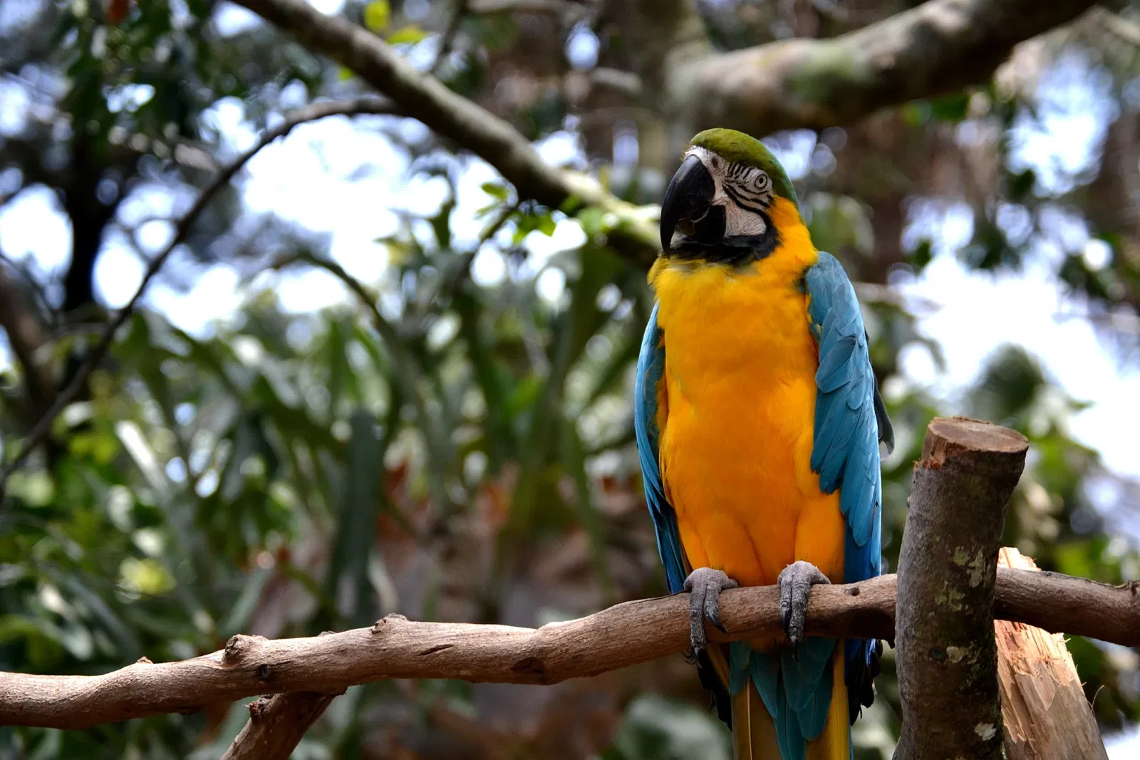 St. Augustine Alligator Farm Zoological Park
