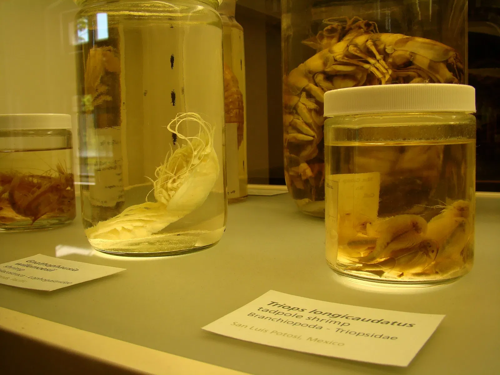 Harvard Museum of Natural History