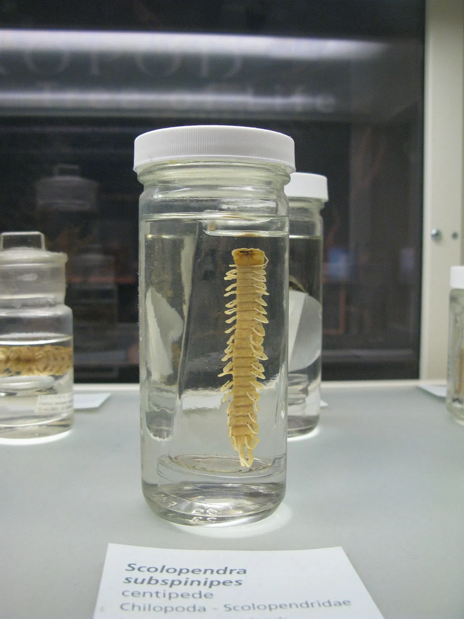 Museo de Historia Natural de Harvard