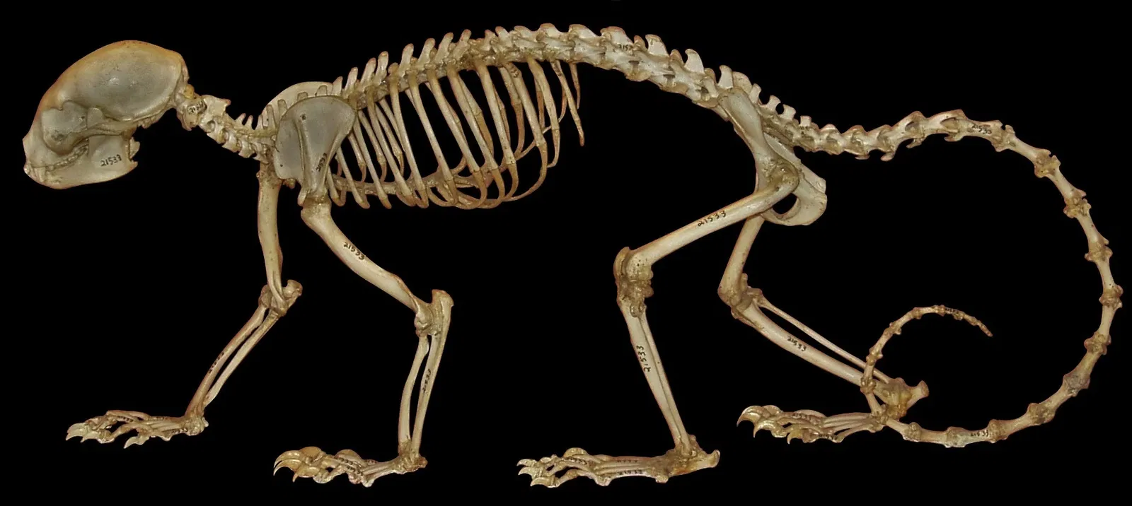 Harvard Museum of Natural History