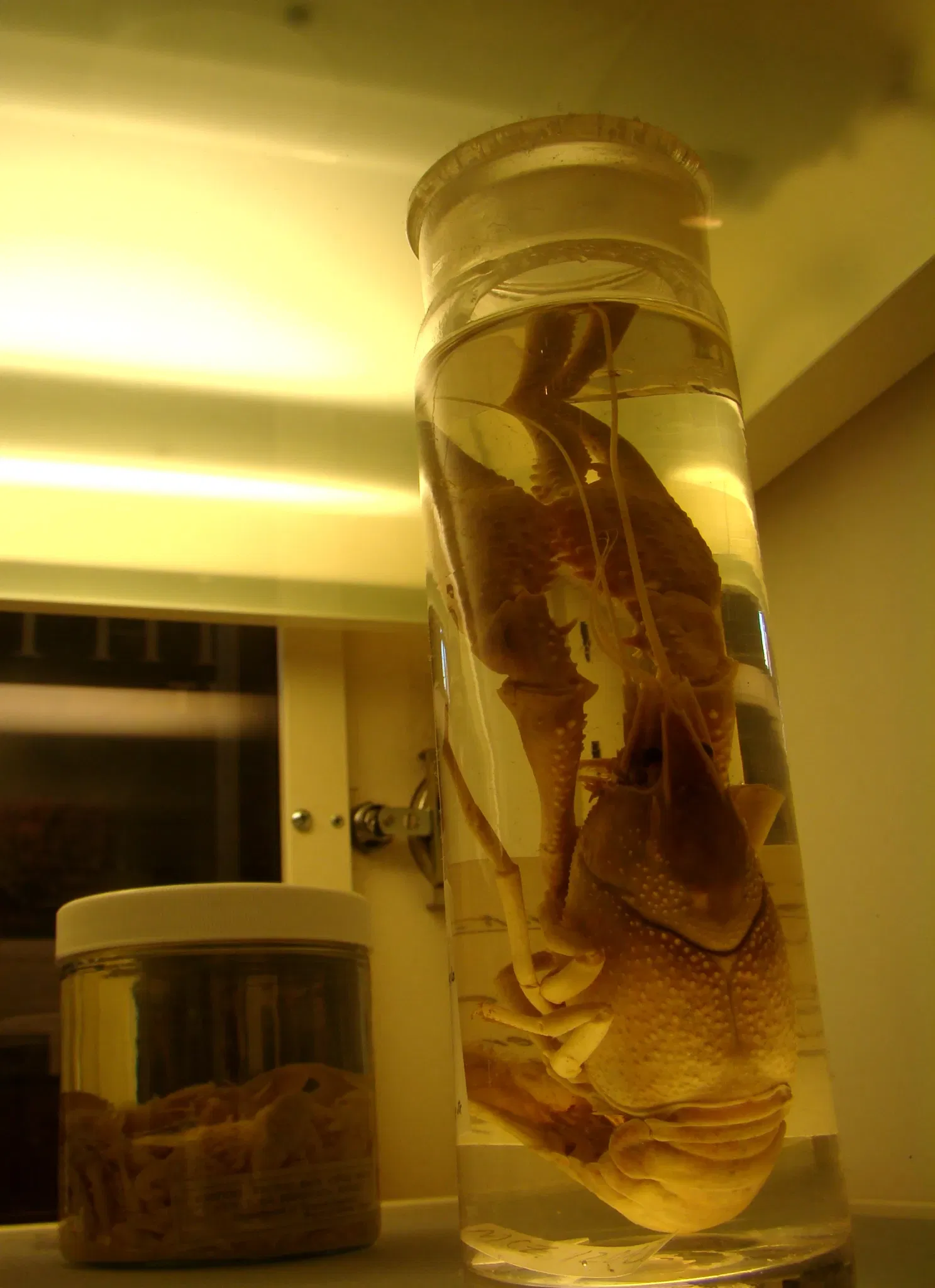 Harvard Museum of Natural History