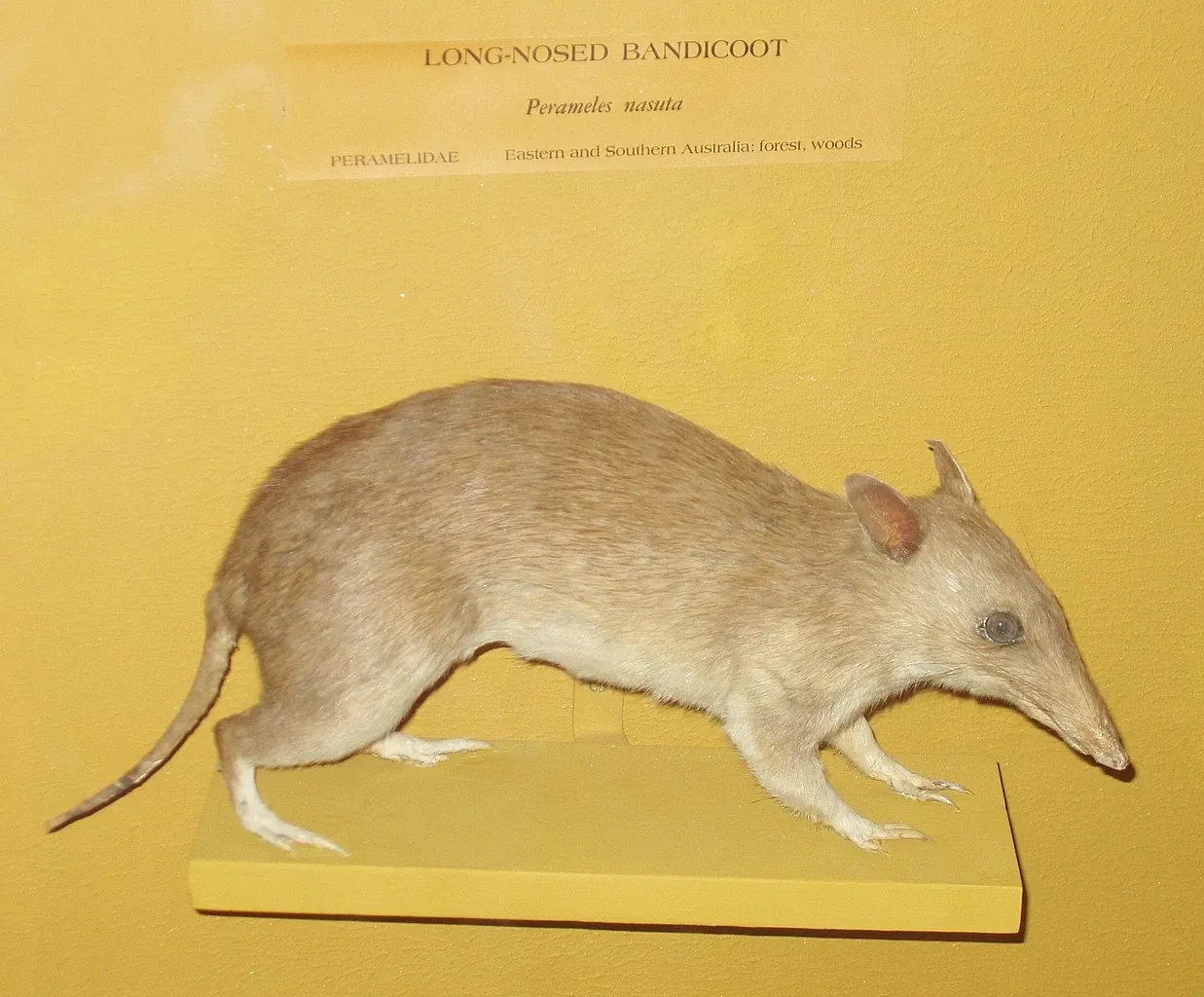 Harvard Museum of Natural History