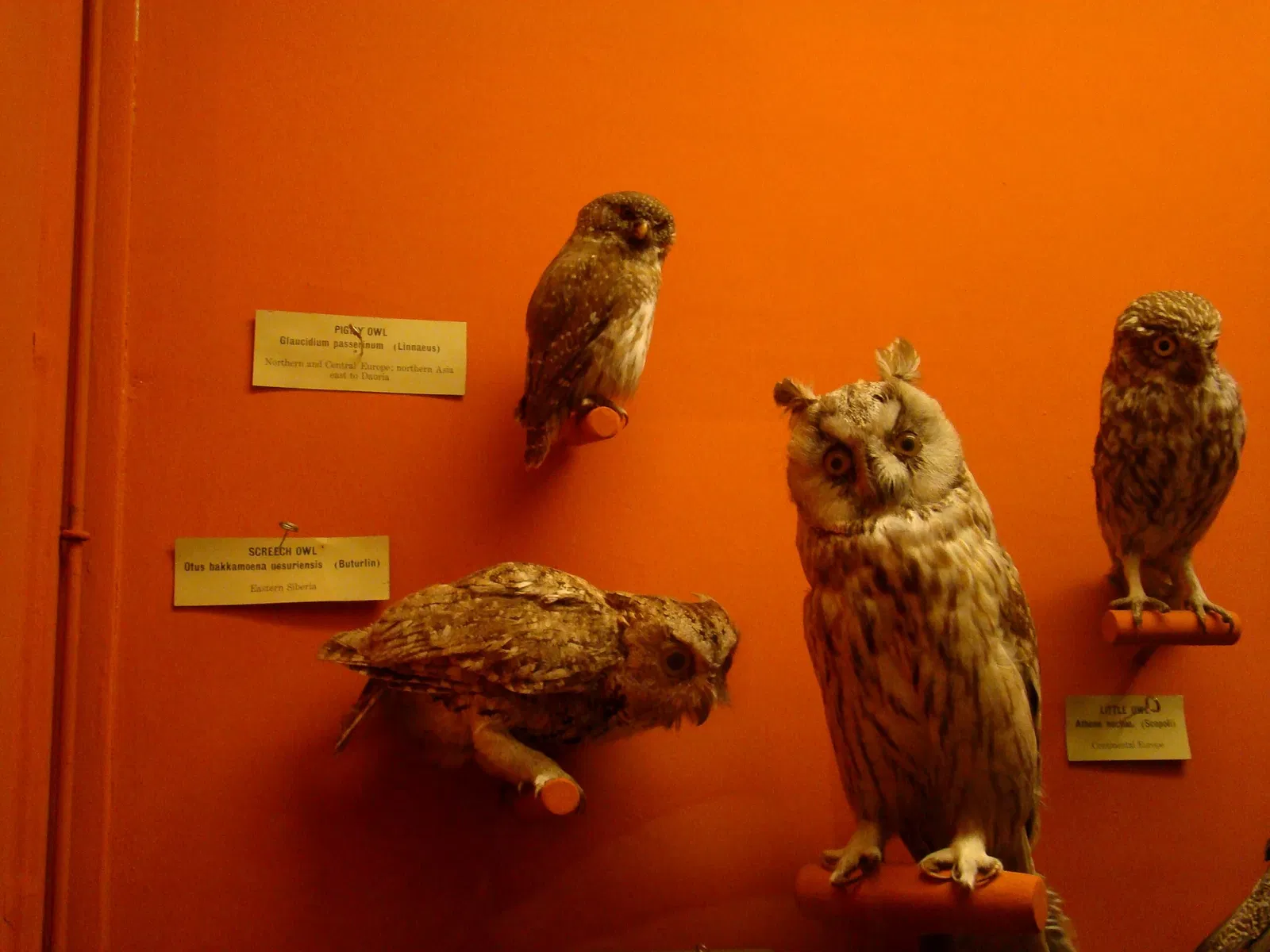 Harvard Museum of Natural History