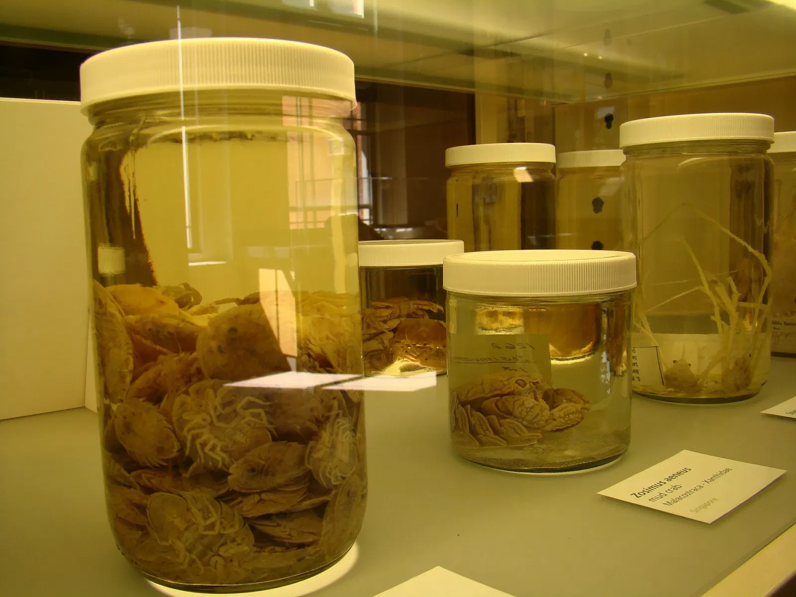 Harvard Museum of Natural History