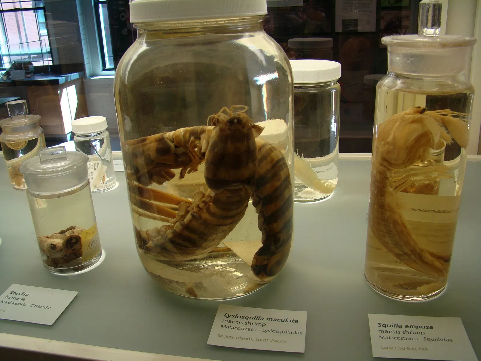 Harvard Museum of Natural History