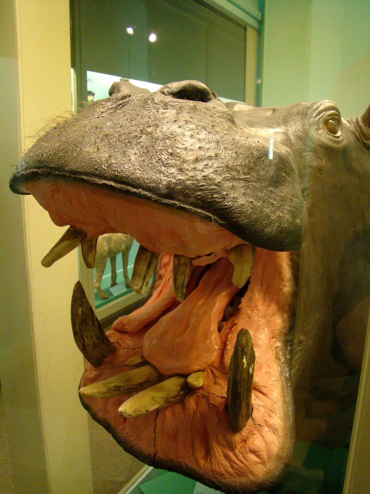 Harvard Museum of Natural History