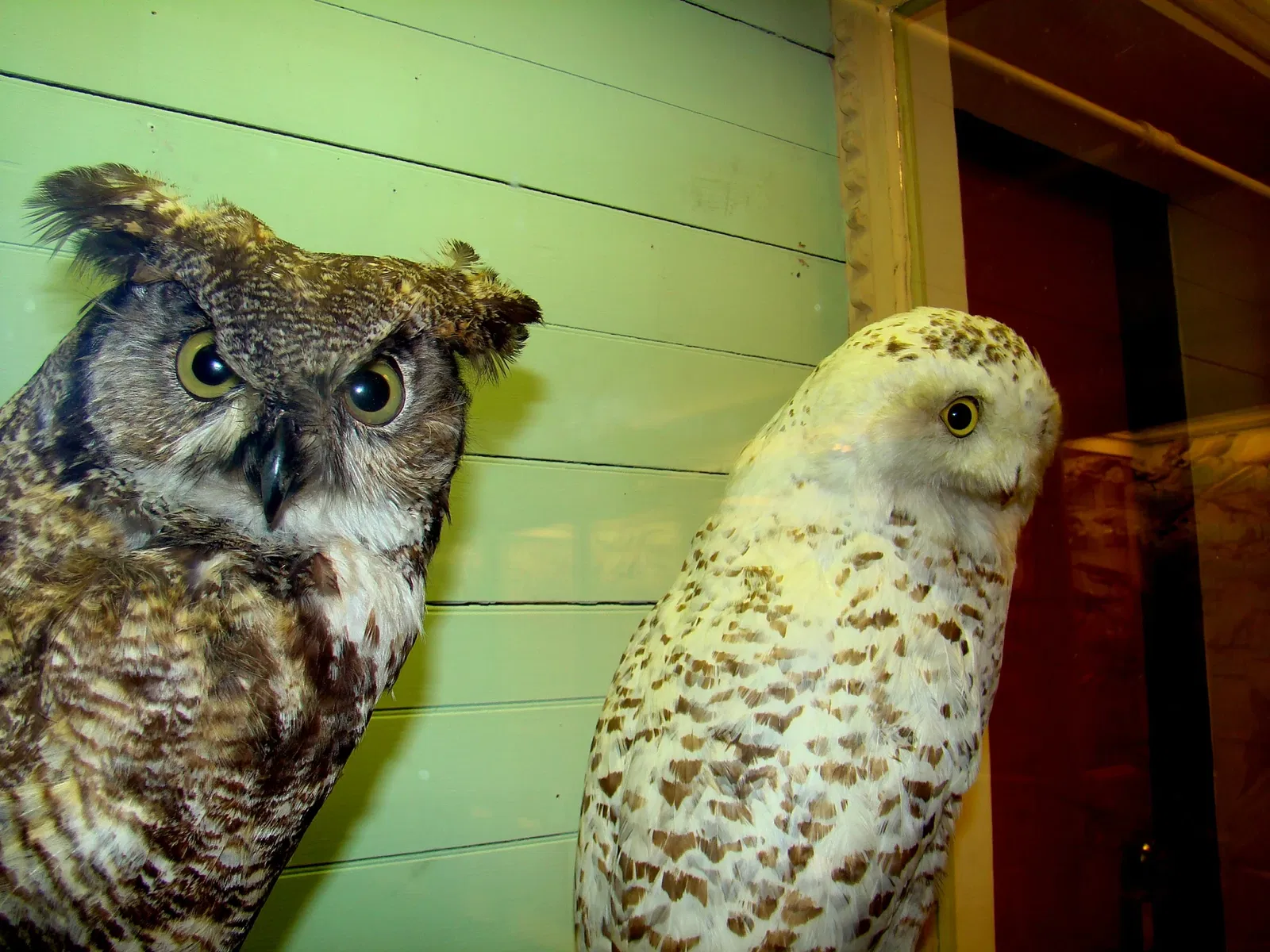 Museo de Historia Natural de Harvard