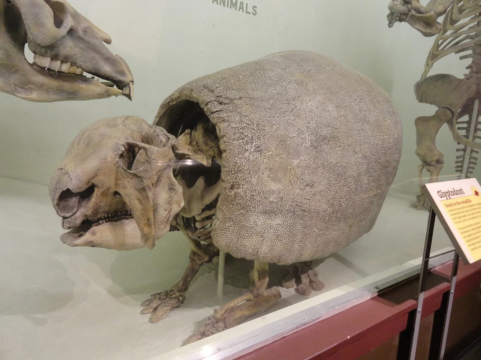 Harvard Museum of Natural History