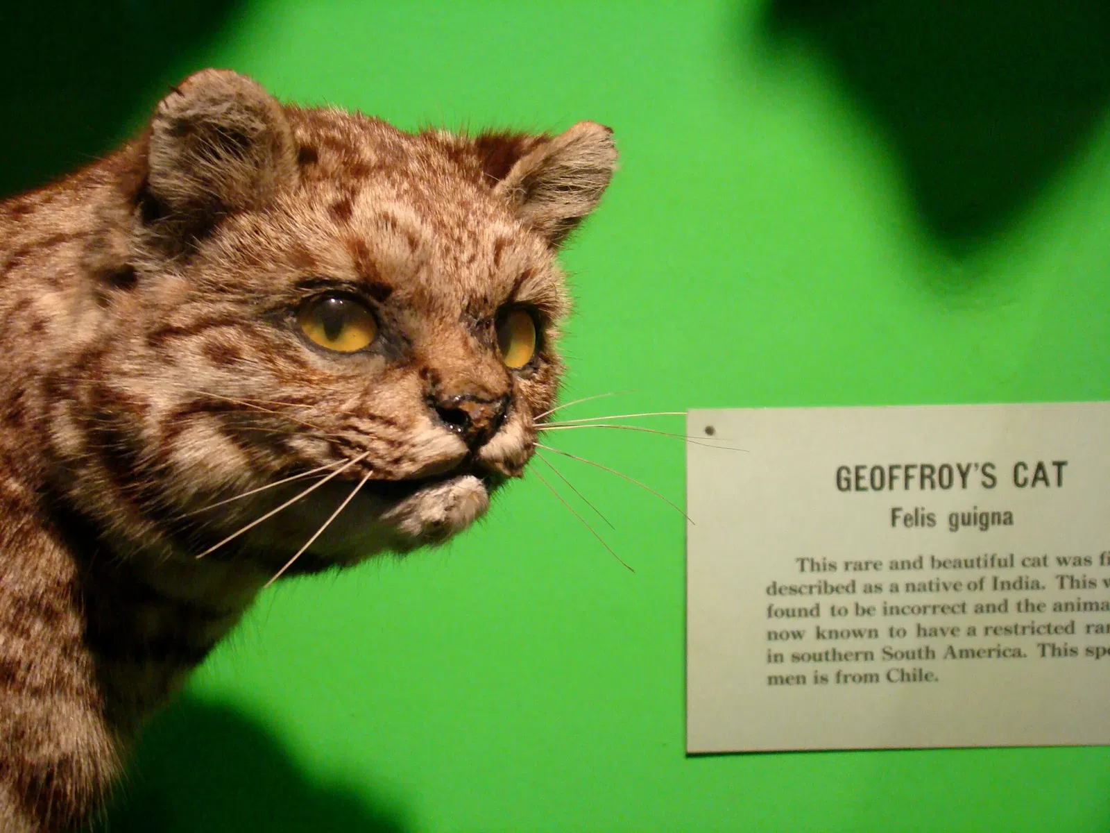 Museo de Historia Natural de Harvard