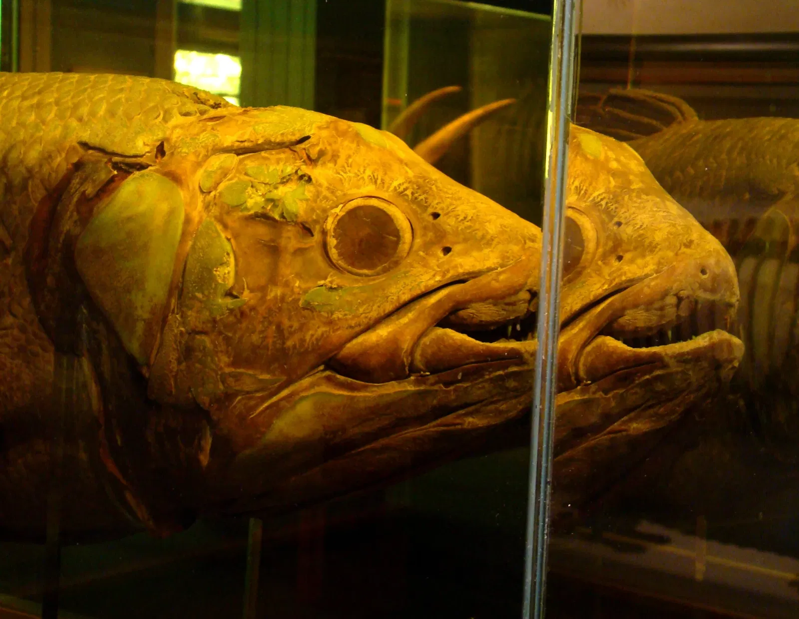 Harvard Museum of Natural History