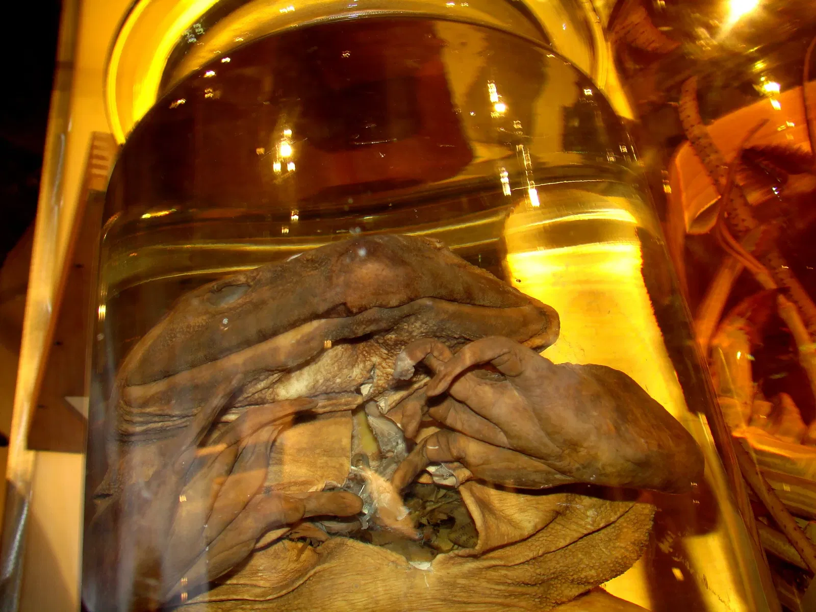 Museo de Historia Natural de Harvard