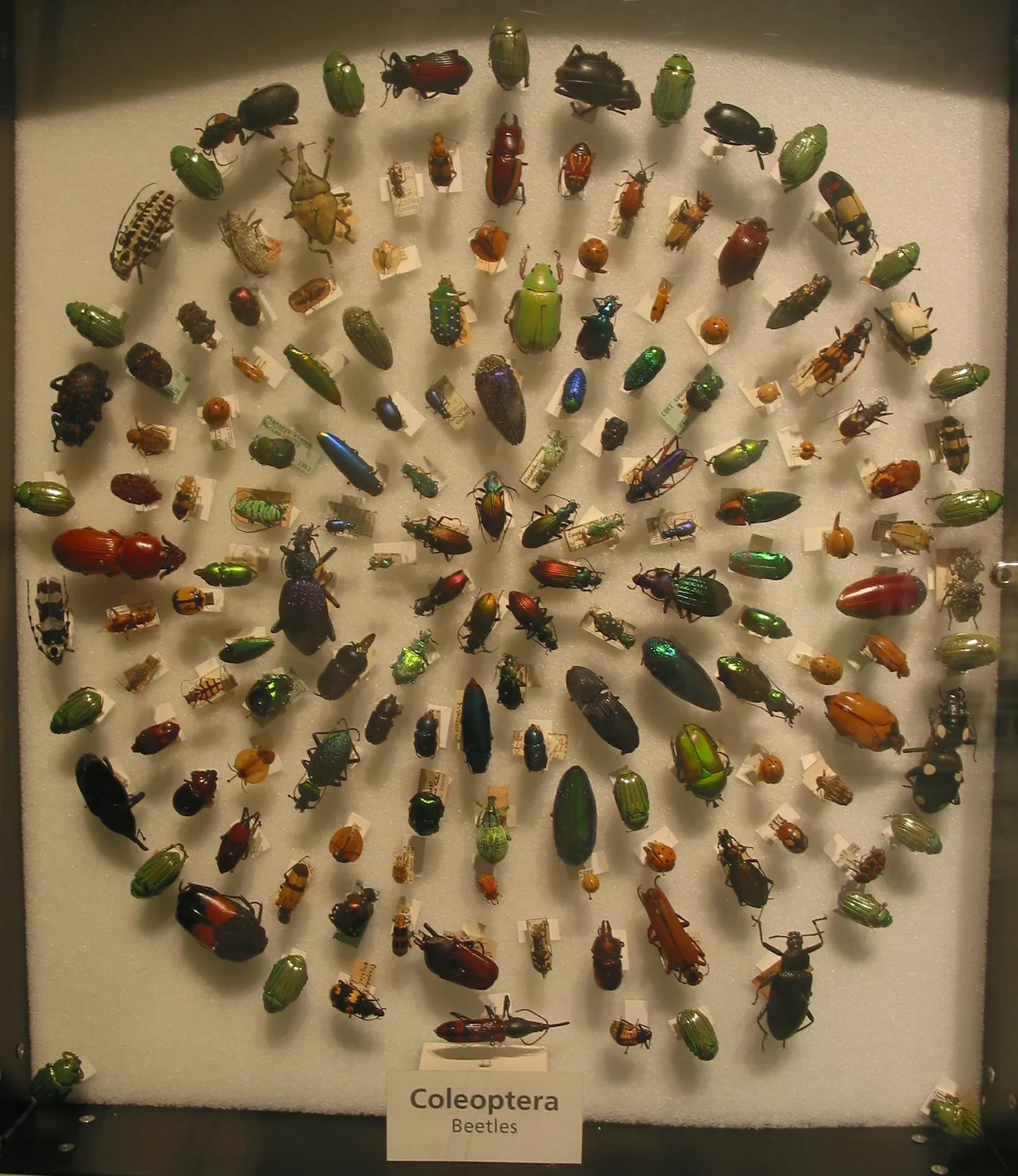 Harvard Museum of Natural History