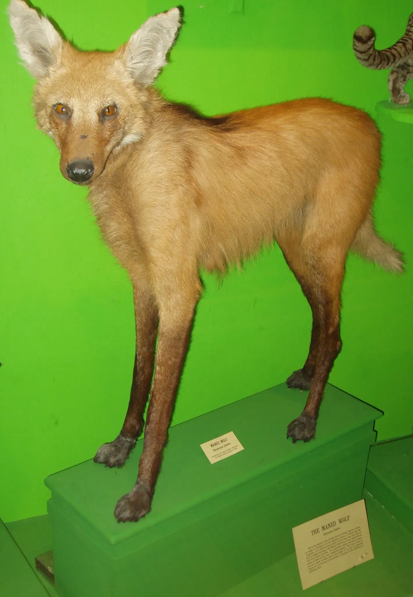 Harvard Museum of Natural History