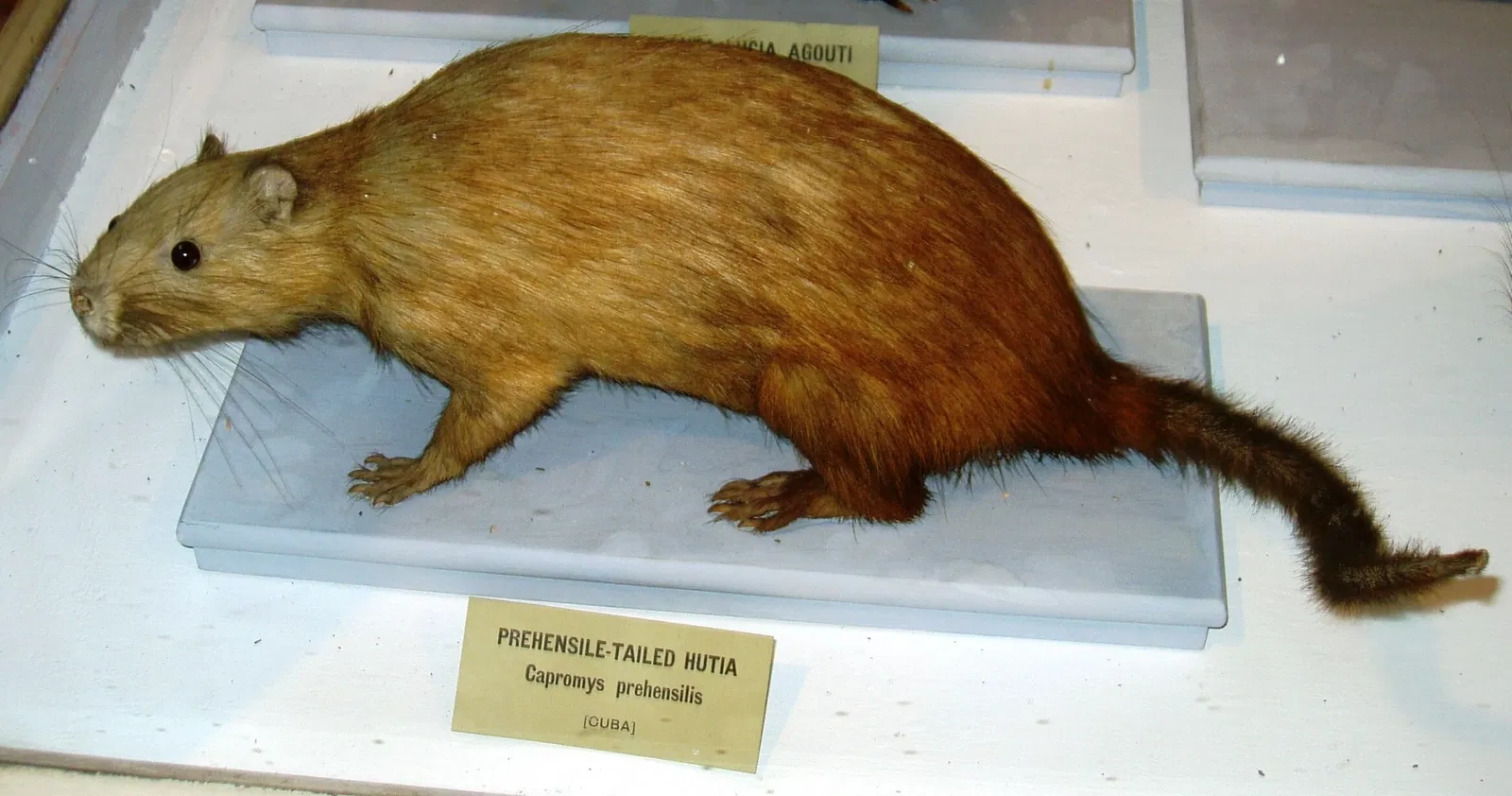 Museo de Historia Natural de Harvard