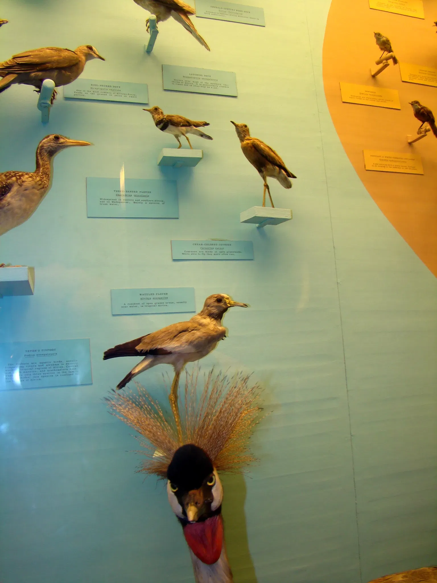 Museo de Historia Natural de Harvard