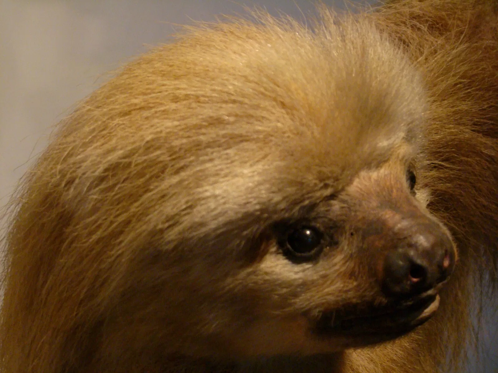 Harvard Museum of Natural History