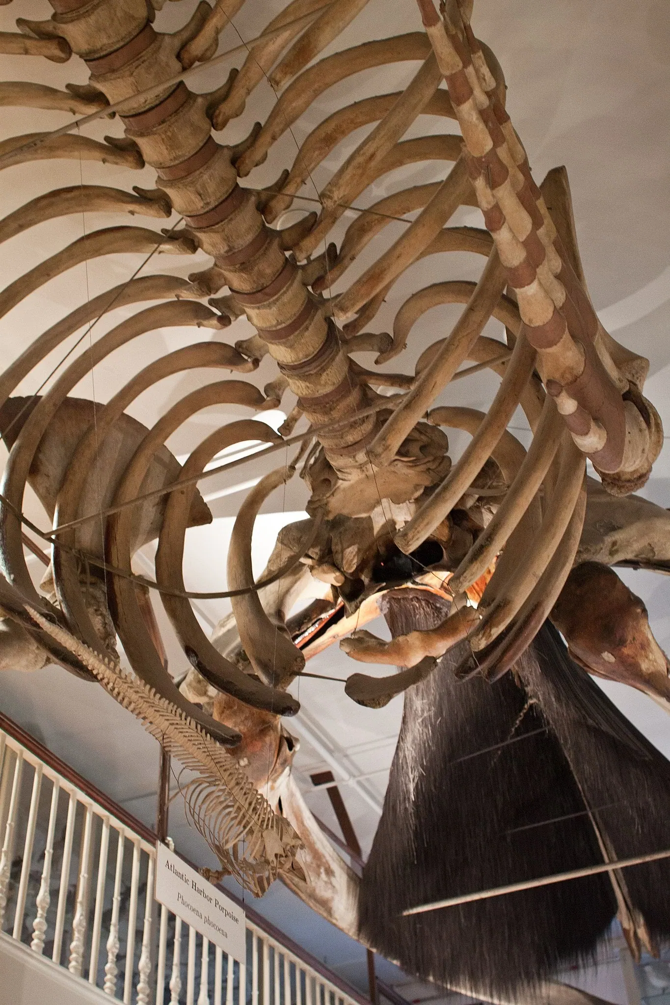 Museo de Historia Natural de Harvard