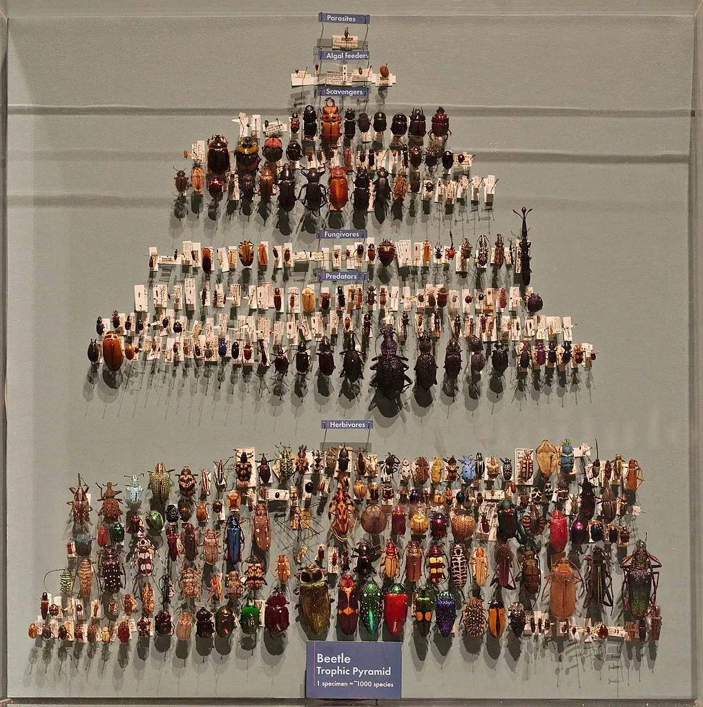 Harvard Museum of Natural History