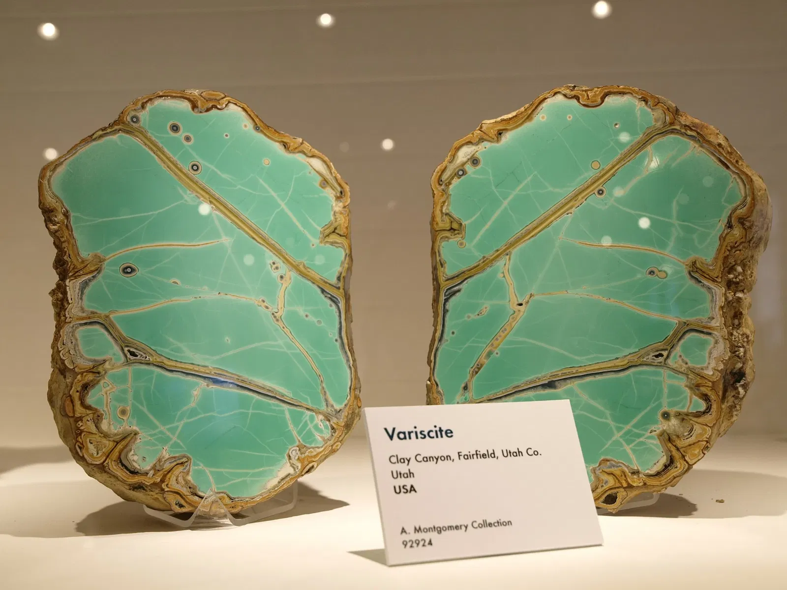 Museo de Historia Natural de Harvard