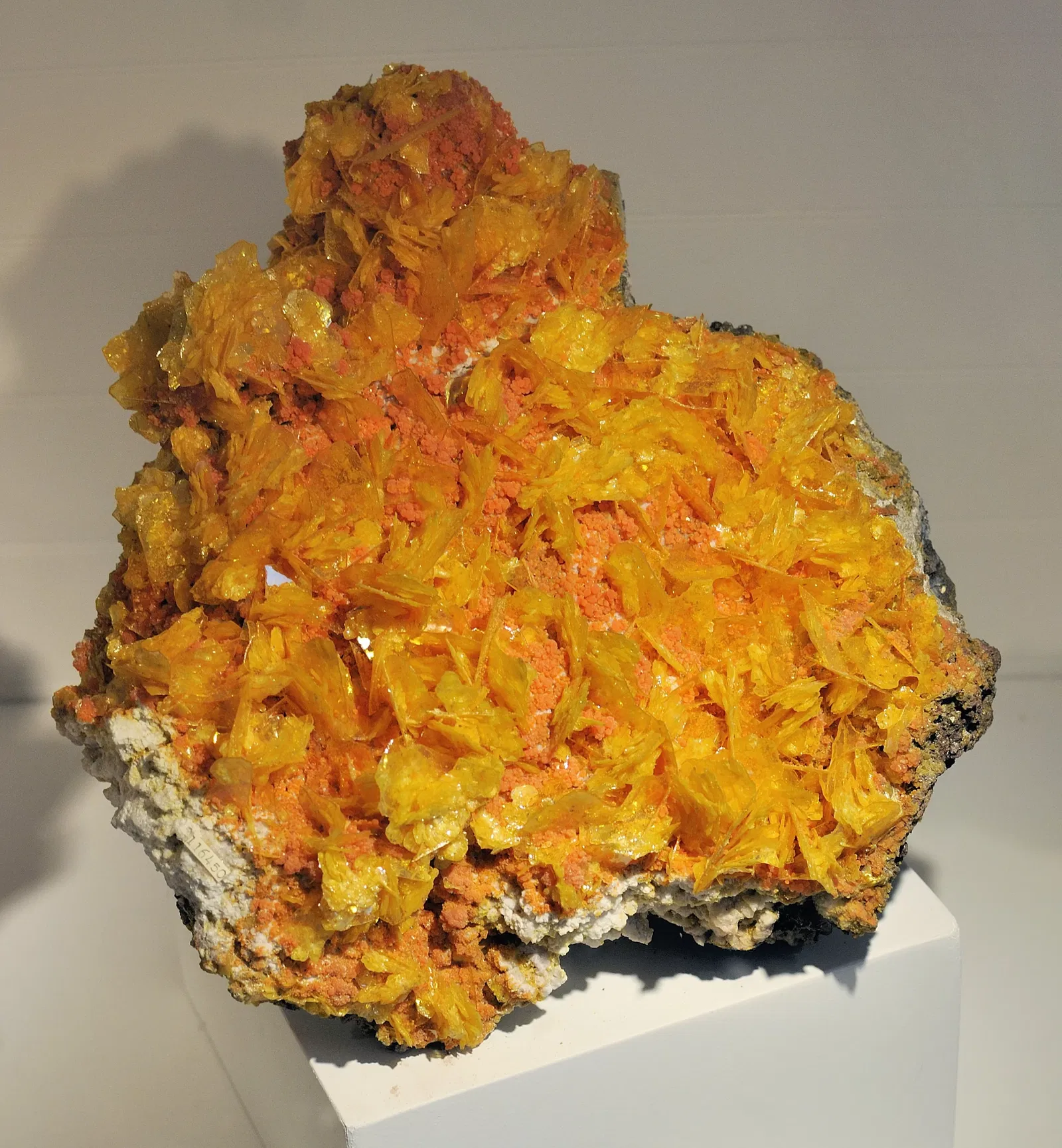 Harvard Museum of Natural History