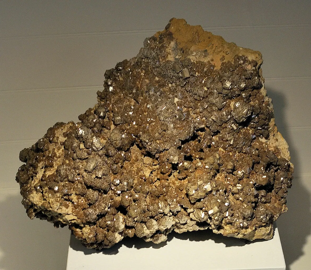 Harvard Museum of Natural History