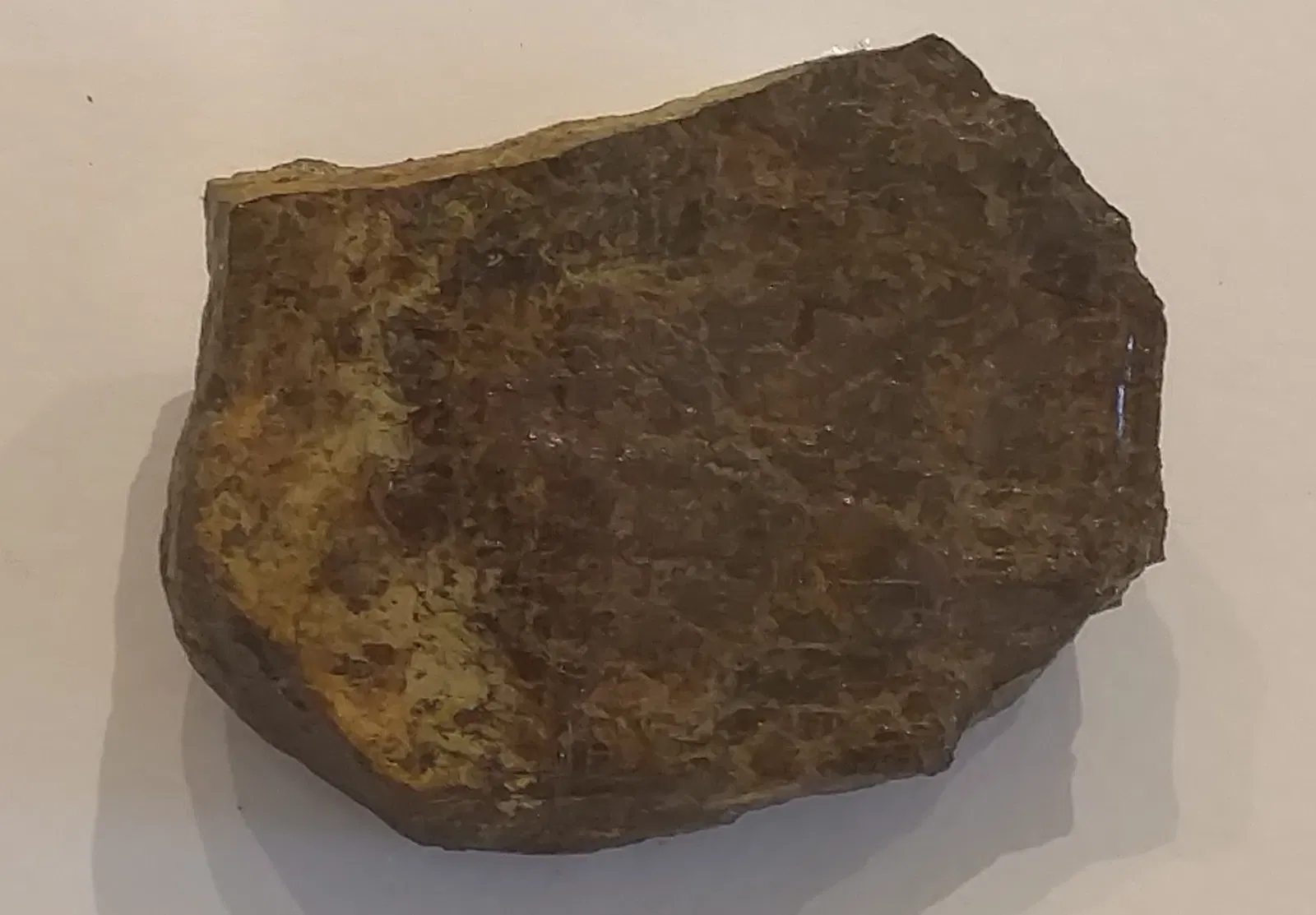 Harvard Museum of Natural History