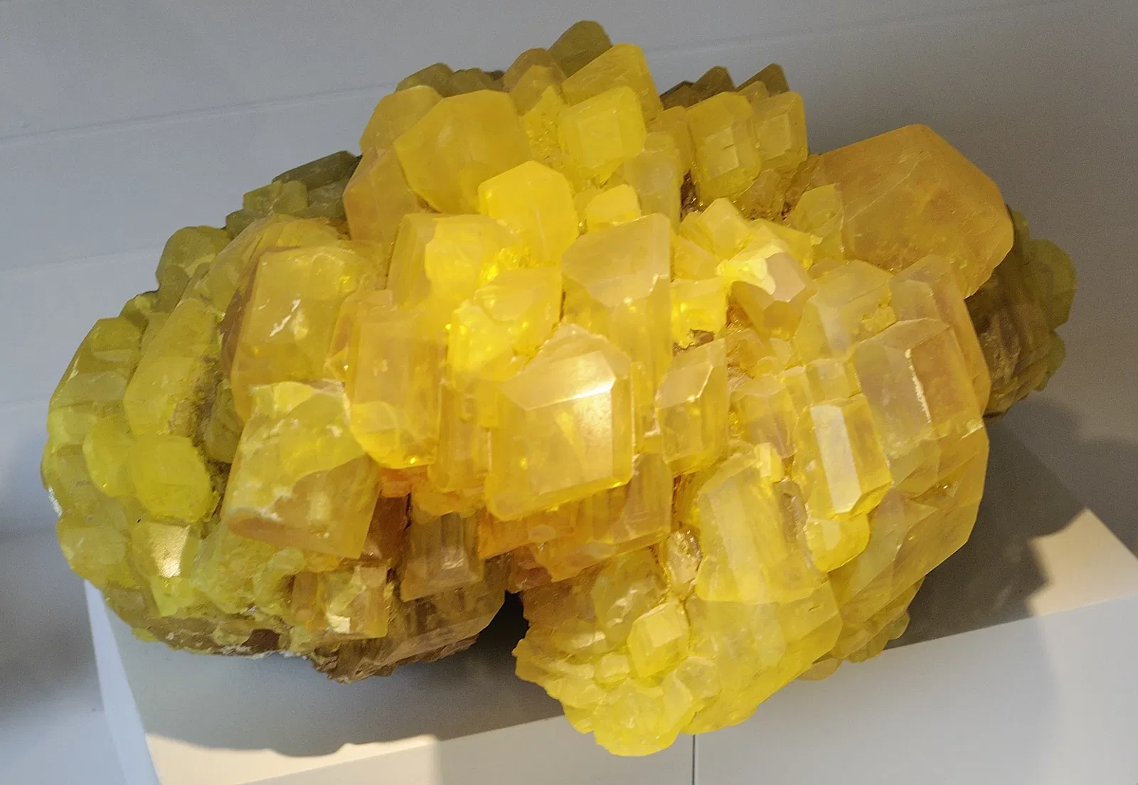 Harvard Museum of Natural History