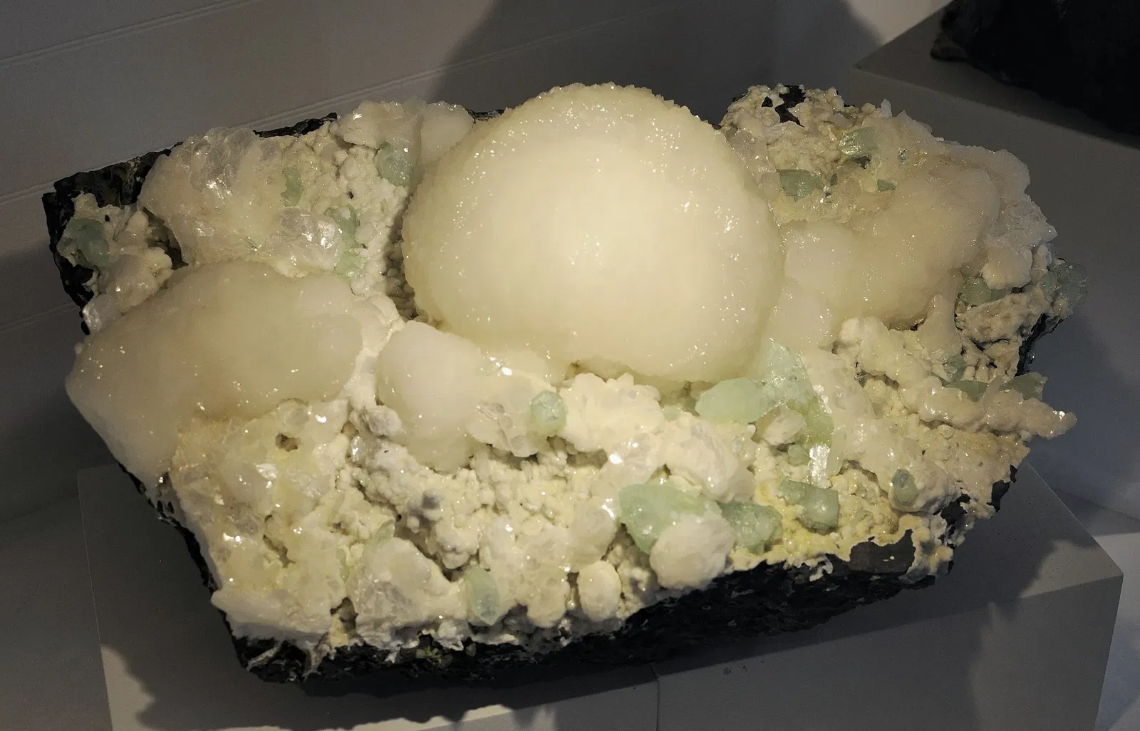 Museo de Historia Natural de Harvard