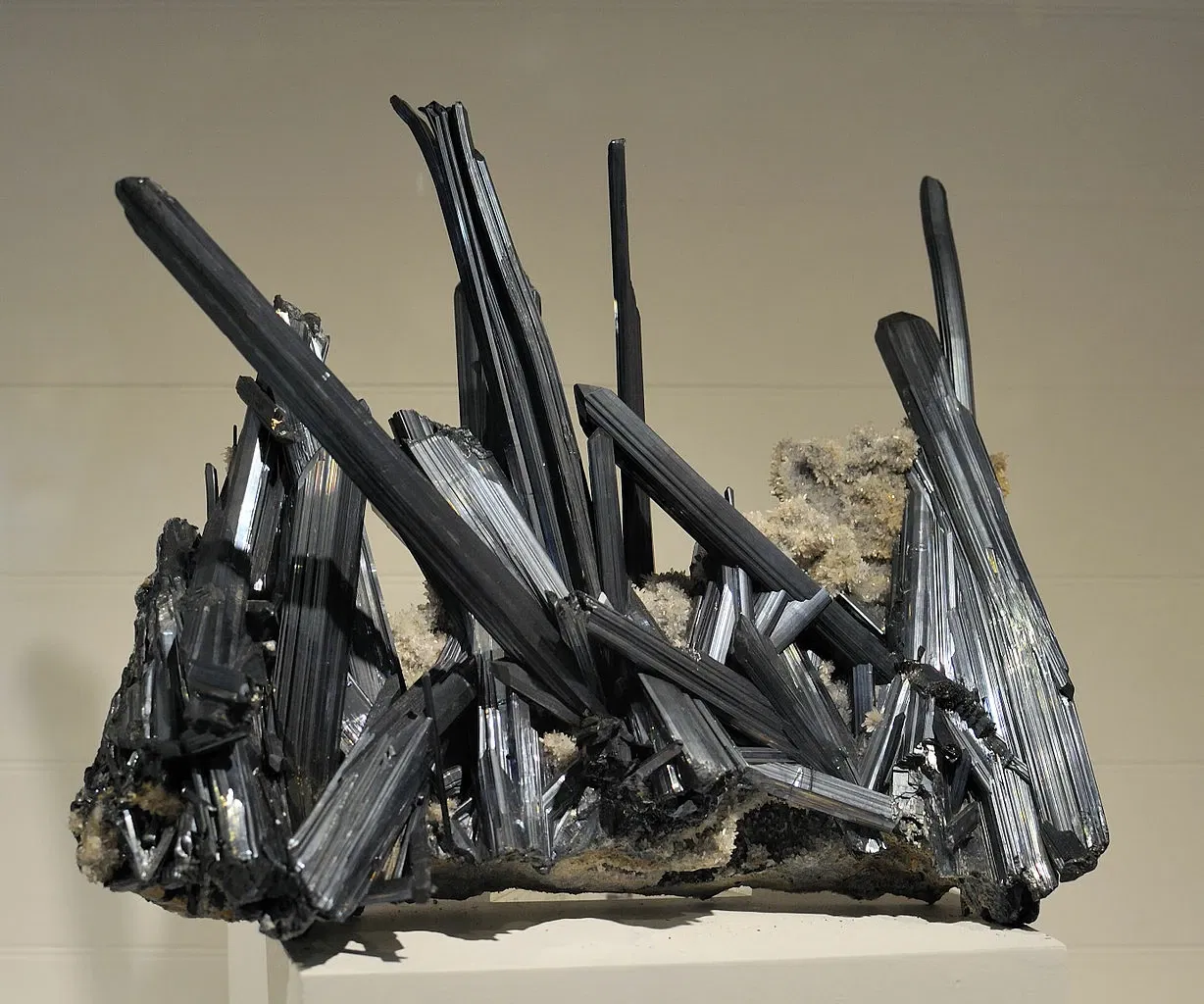 Museo de Historia Natural de Harvard