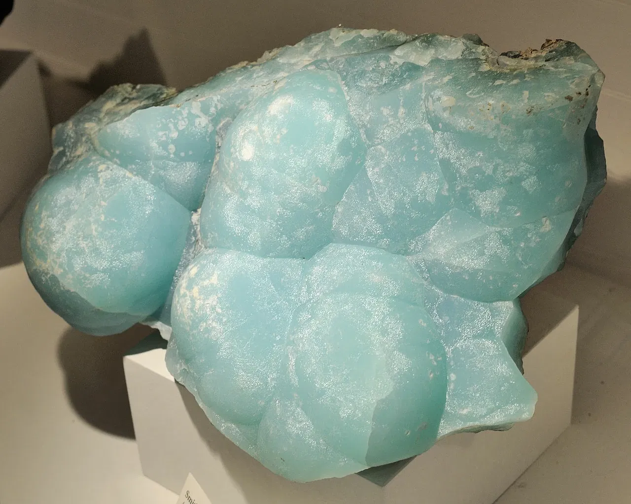 Harvard Museum of Natural History