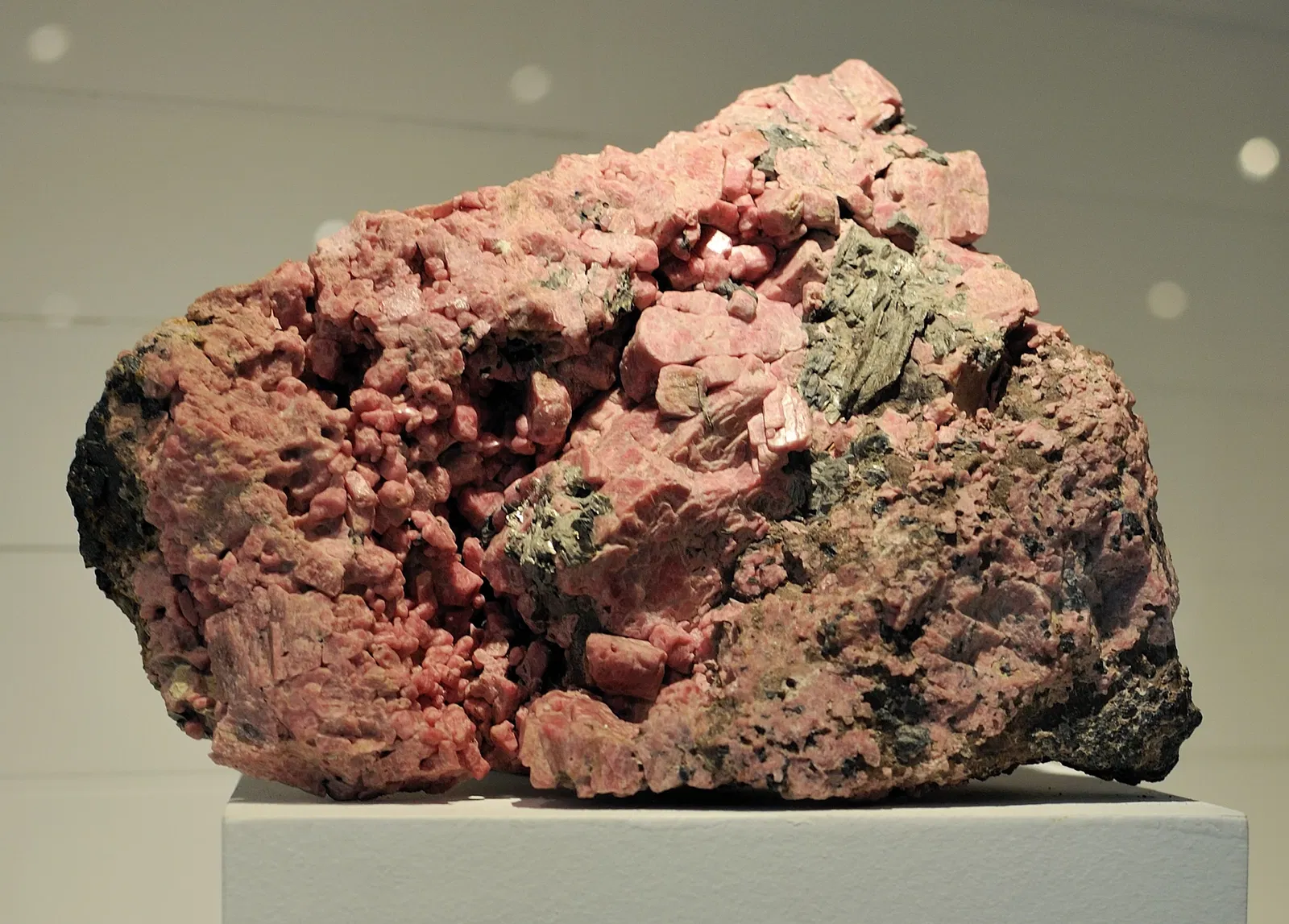 Harvard Museum of Natural History