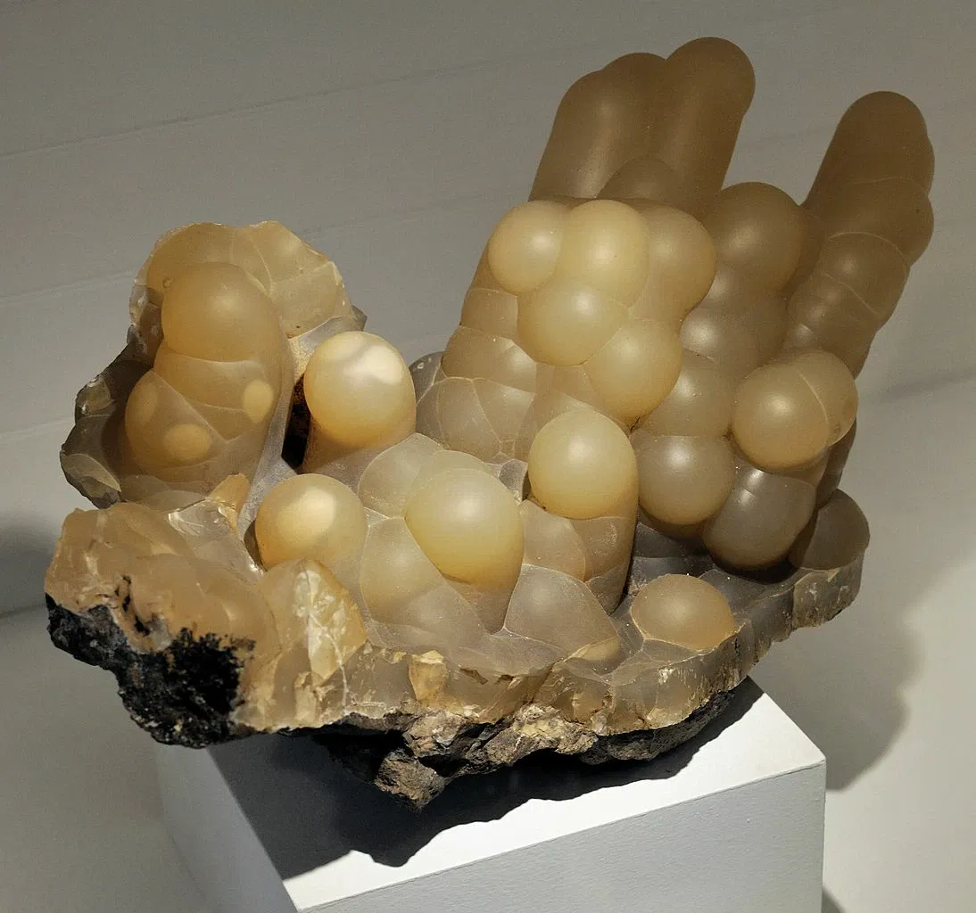 Museo de Historia Natural de Harvard