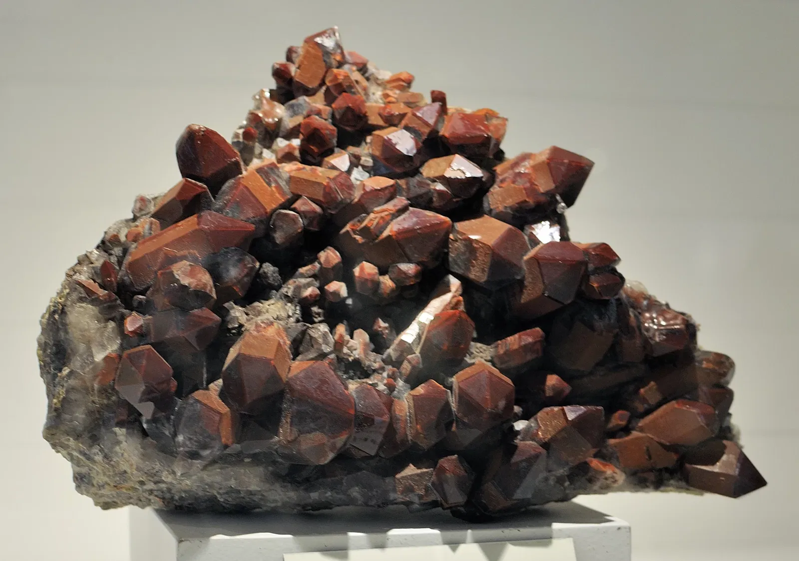 Harvard Museum of Natural History