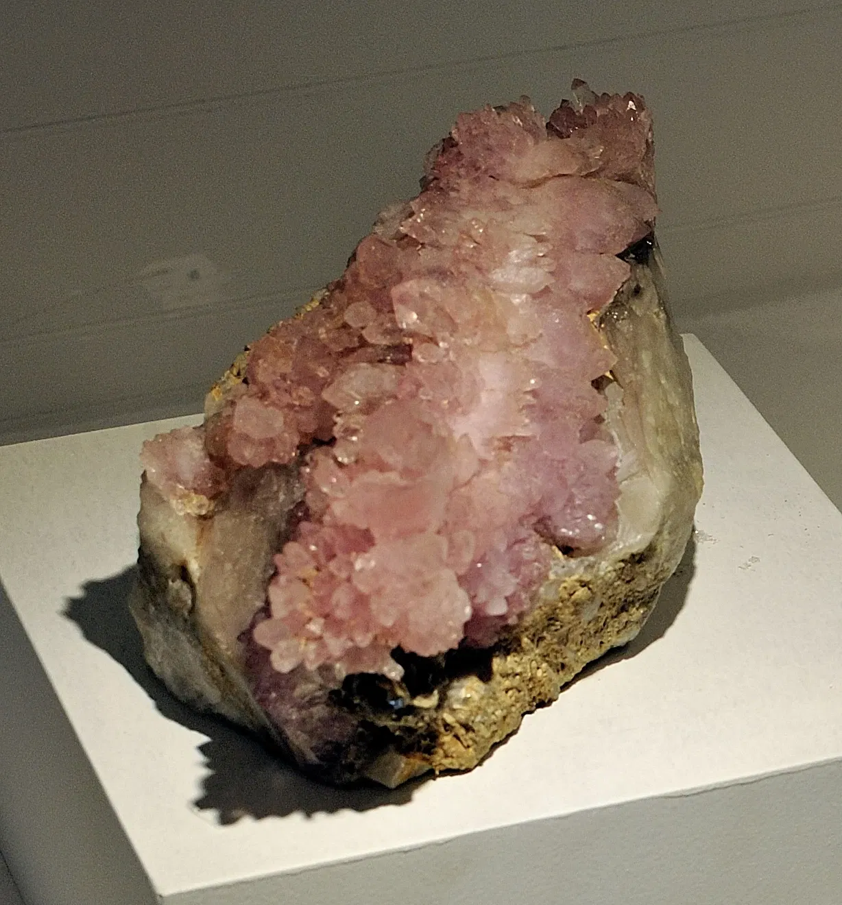 Museo de Historia Natural de Harvard