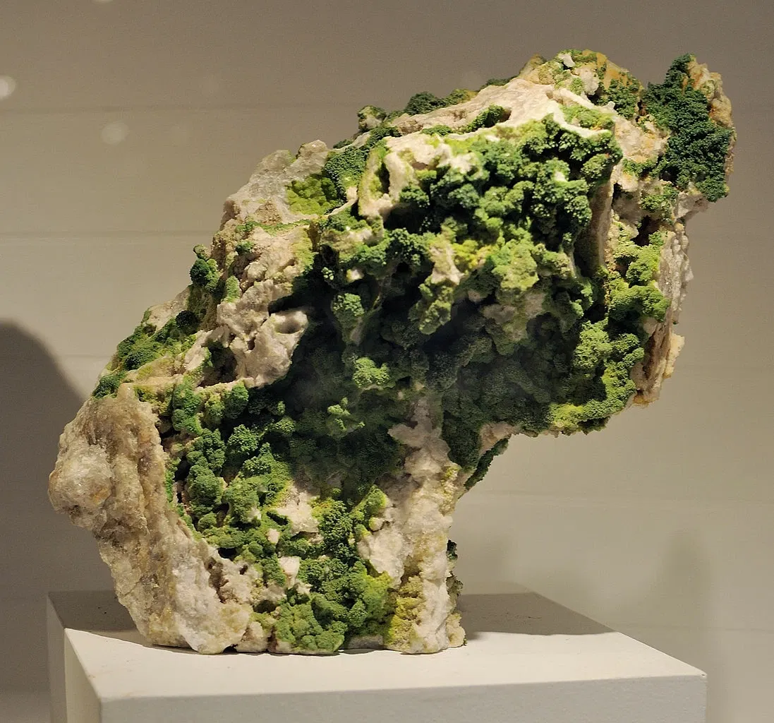 Harvard Museum of Natural History