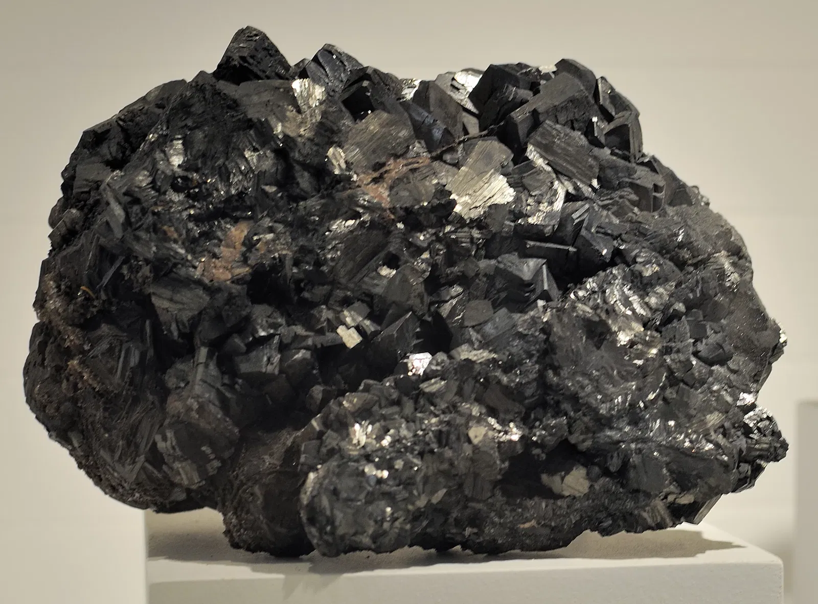 Harvard Museum of Natural History