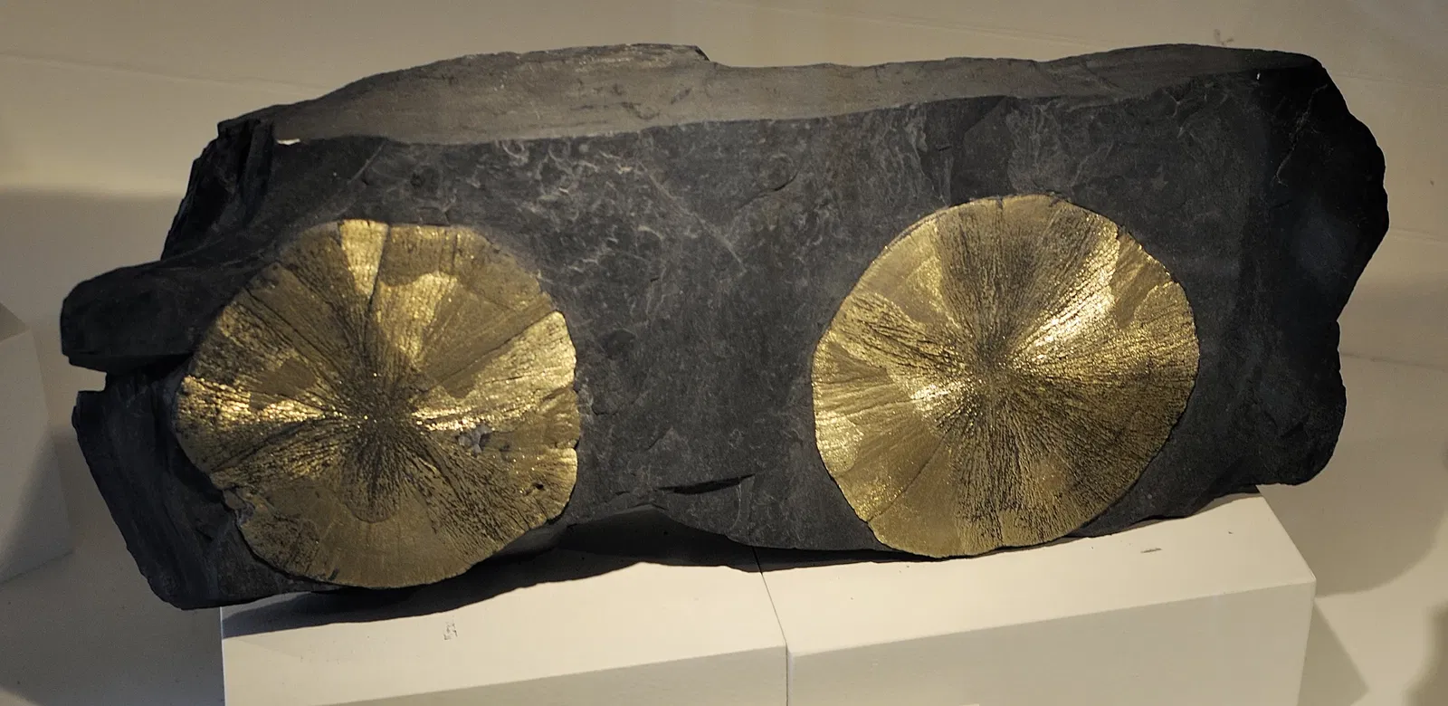 Museo de Historia Natural de Harvard