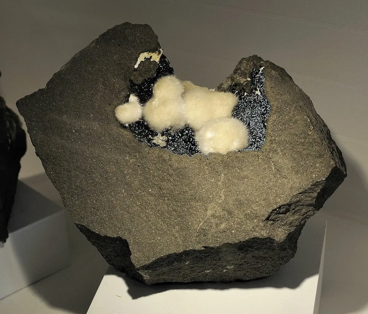 Harvard Museum of Natural History