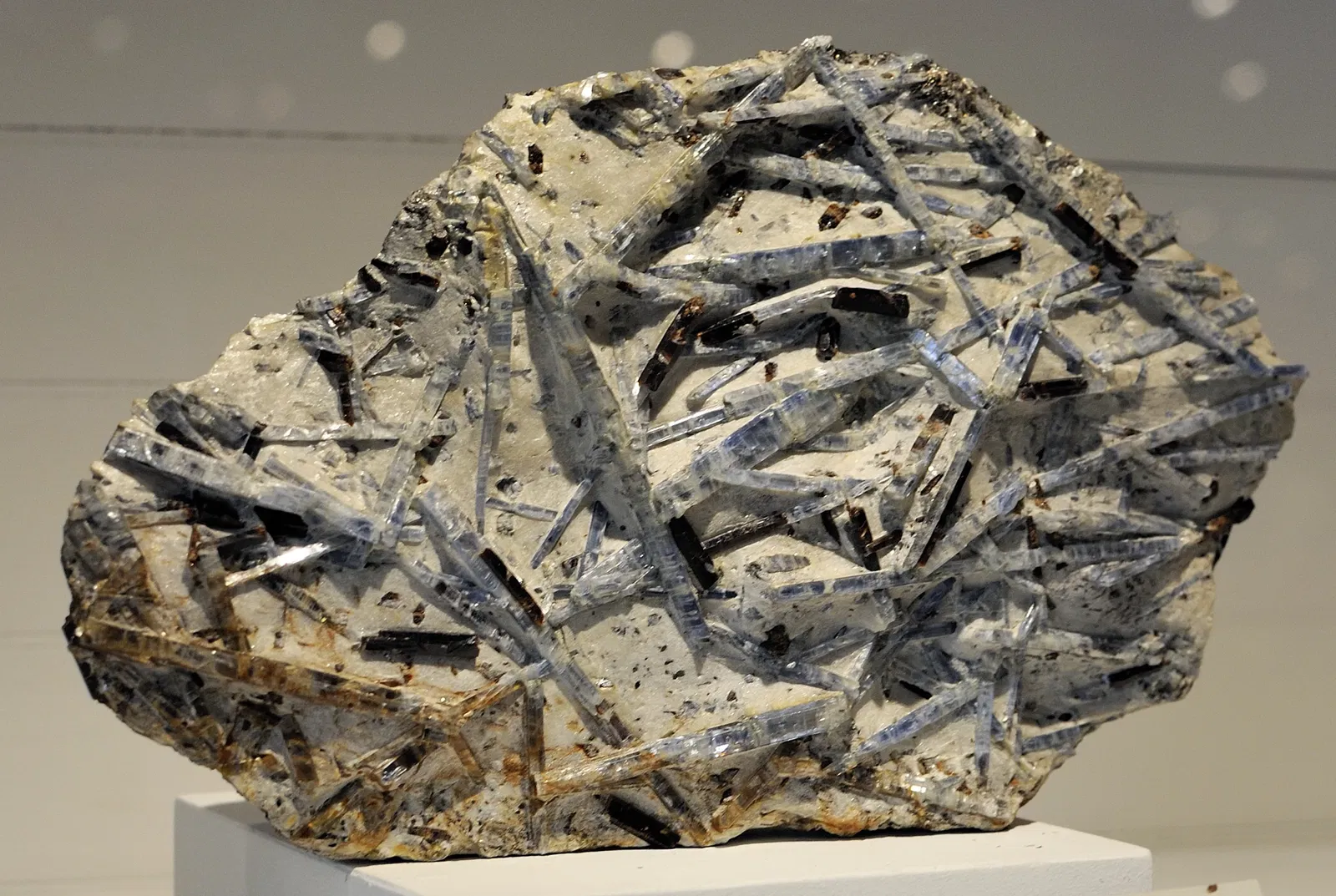 Museo de Historia Natural de Harvard