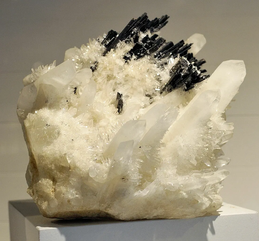 Museo de Historia Natural de Harvard